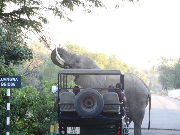 Elephant